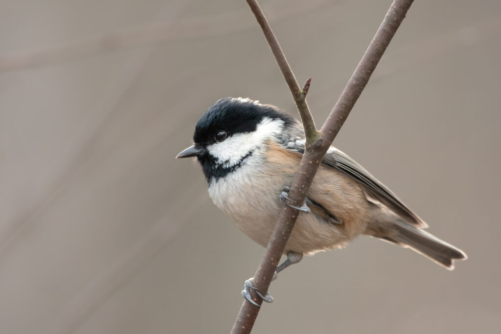 Photo of Coal Tit